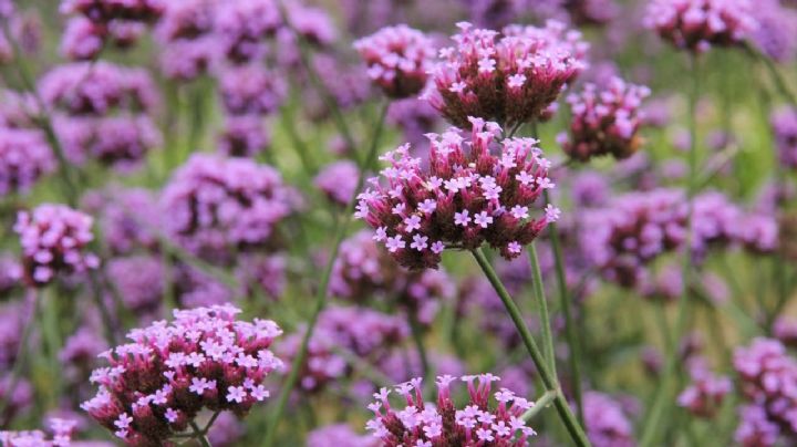 Verbena púrpura: la planta con flores purpuras que le dará color a tu jardín