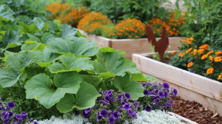 Huerta urbana: plantas con flores que traerán beneficios a tus cultivos