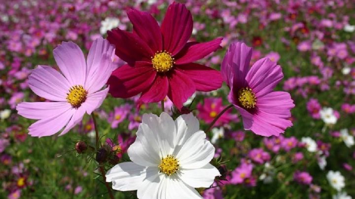 Cosmos bipinnatus, cuidados y cultivo de una flor que inspira arte y poesía