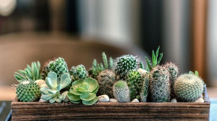 Usos del cactus en la cosmética, todo lo que tenés que saber