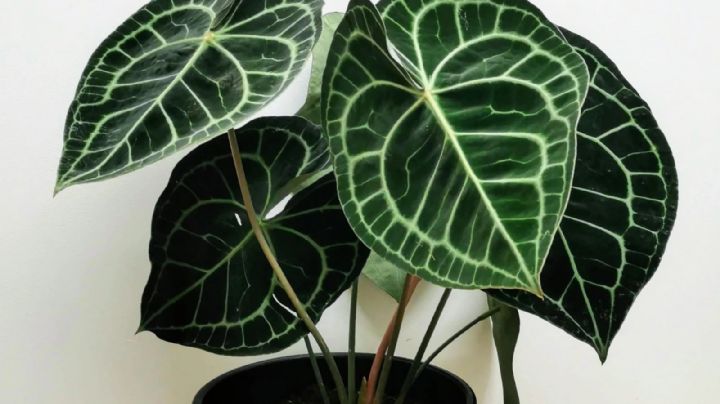 Anthurium clarinervium, la planta con hojas en forma de corazón y textura aterciopelada que amarás