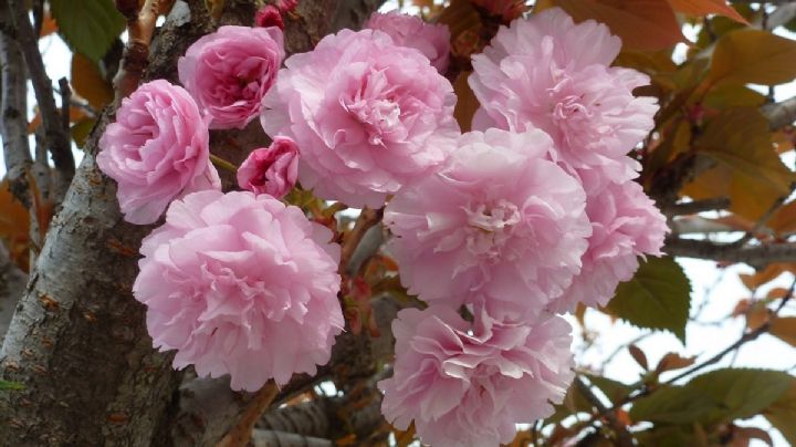 Sakura Péndulo, características y cuidados de la majestuosa planta de cerezo