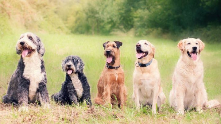 Cuál es la raza de perro más inteligente según la ciencia