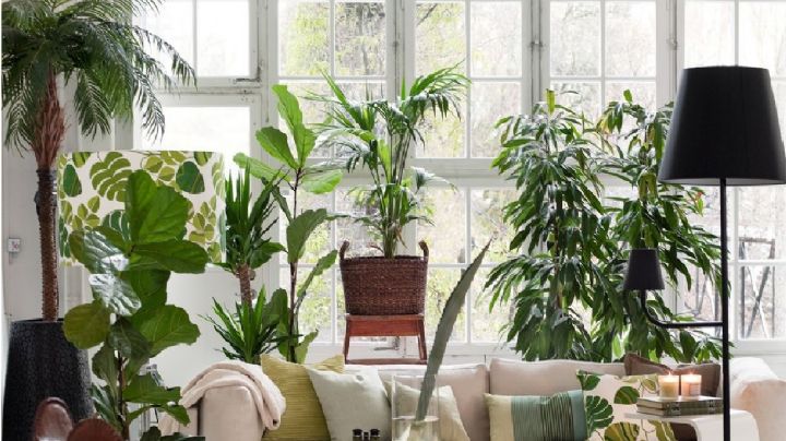 Cómo decorar con plantas el interior del hogar, ideas de decoración fáciles y practicas