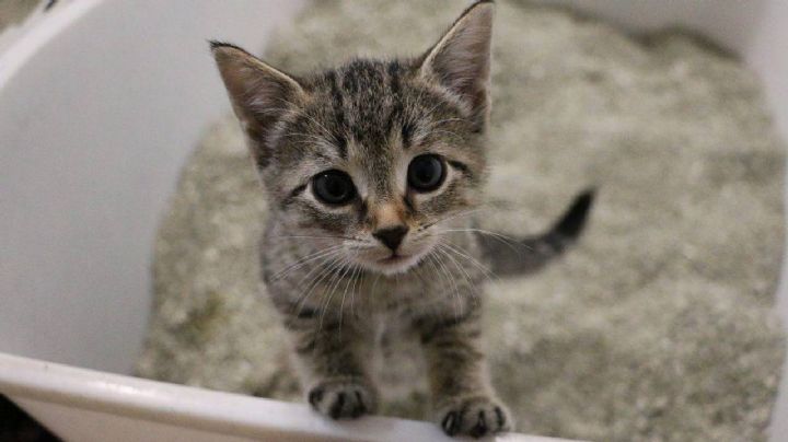 No lo tires, te muestro como hacer piedras caseras para el baño de tu gato con materiales reciclados