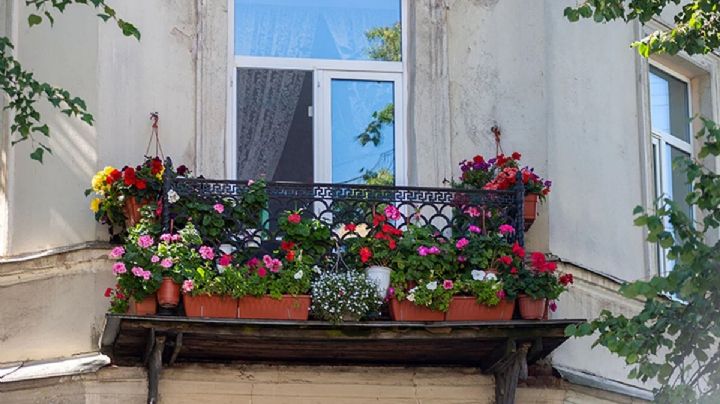 7 plantas y suculentas colgantes que se llevan bien con el sol directo