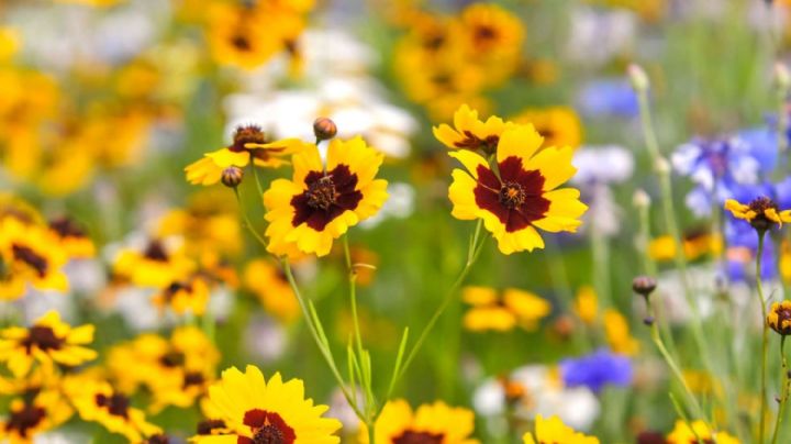 Coreopsis, una hermosa planta que florece en verano y atrae a los polinizadores