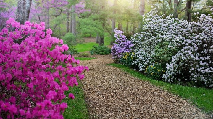 Rododendro, guía de cuidados de una planta de floración espectacular que vas a querer en tu jardín