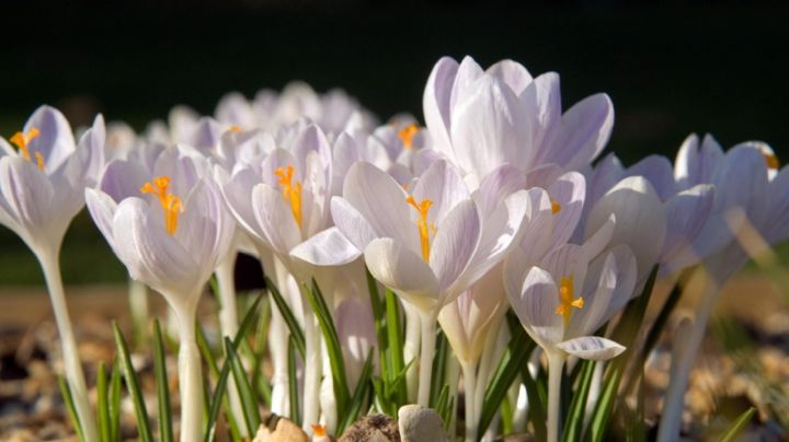 Crocus: guía completa de cuidados para tu planta brinde una floración abundante y colorida