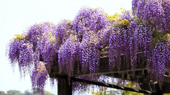 Wisteria o glicinia, guía de cuidados de la planta más utilizada para cubrir muros y pérgolas