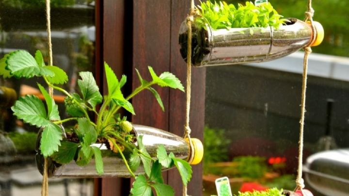 Crea tu propio jardín vertical con botellas plásticas vacías e hilo de yute