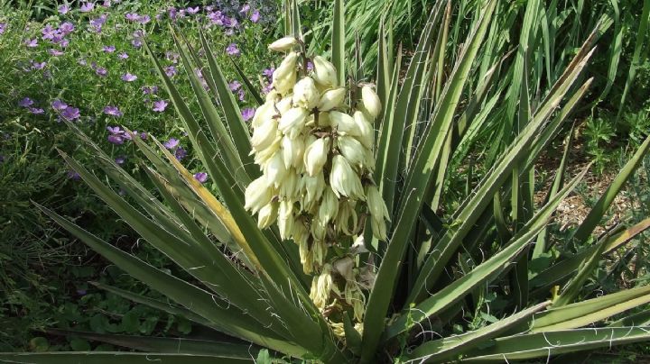 Yucca, cuidados y propagación de la suculenta prima hermana del agave