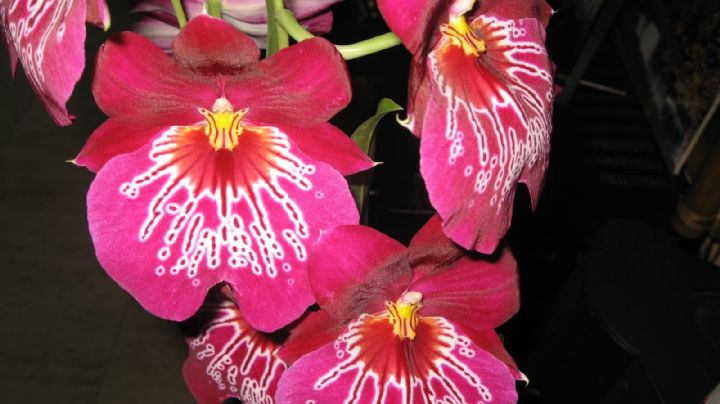 Miltoniopsis, cuidados para que las flores de la Orquídea Pensamiento emita su hermosa fragancia