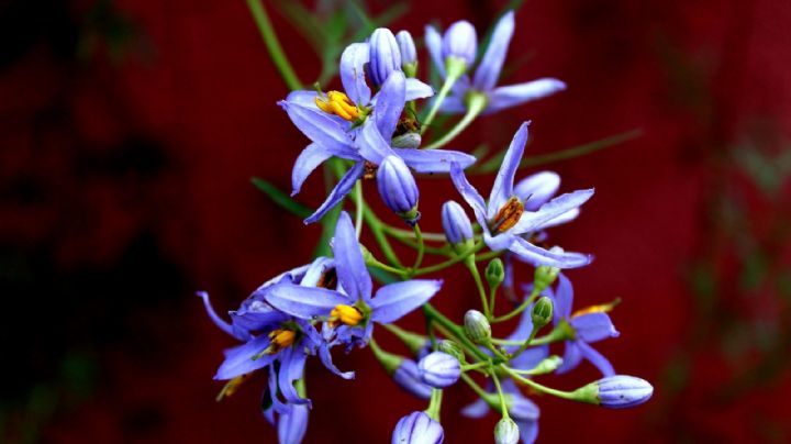 Jazmín de córdoba, la planta trepadora argentina con hermosas flores violetas