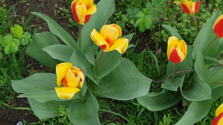 Tulipa Kaufmanniana, descubre esta bellísima flor asiática que atrae con sus majestuosos colores