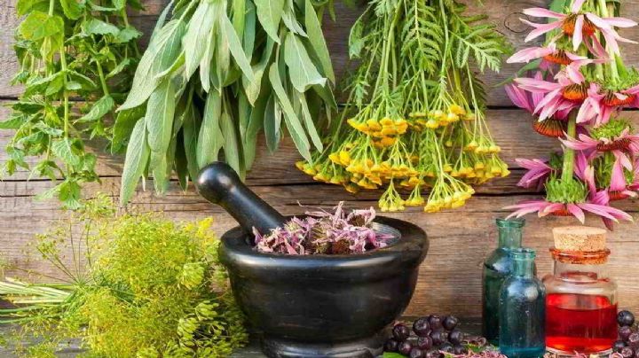 6 plantas de jardín que ayudan a combatir la diabetes tipo 2