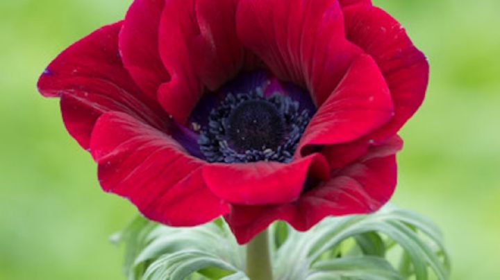 Anemone Coronaria, una planta de flores diminutas y colores vibrantes que vas a querer en tu jardín