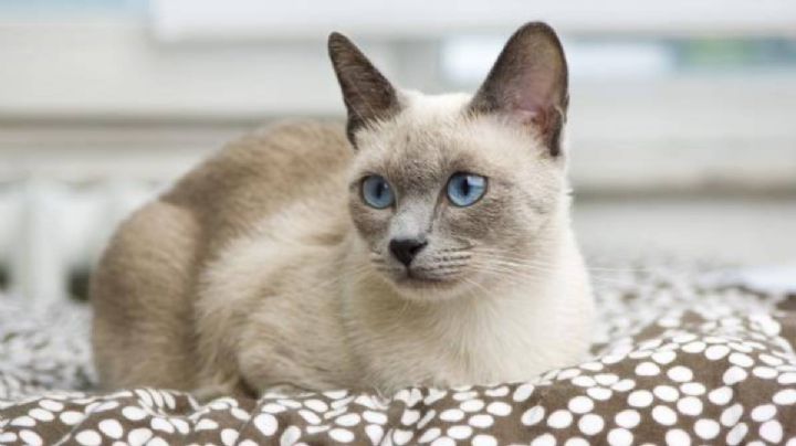 Enfermedades más comunes en los gatos siameses que puedes evitar