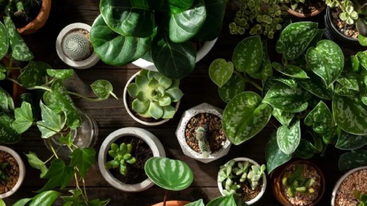 Estas son las 5 plantas favoritas de los argentinos