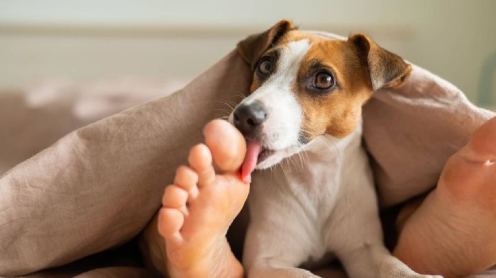Por esta razón tu perro quiere lamerte los pies