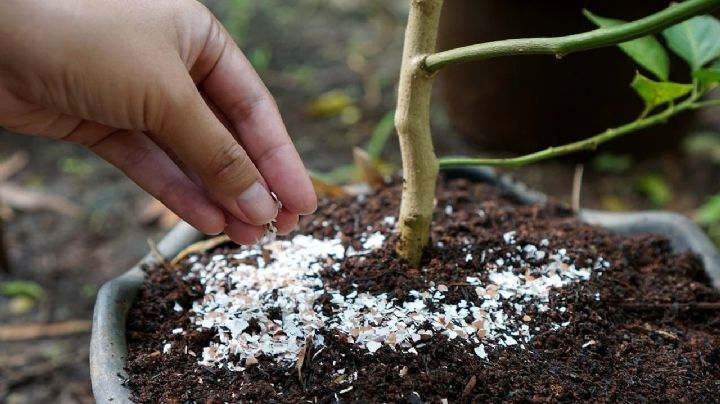 Fabrica un potente abono orgánico para tus plantas con cosas que consideras basura y estos dos pasos