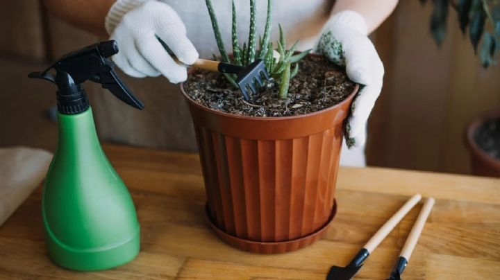 Prepara un abono orgánico para floración y crecimiento de tus plantas con un solo ingrediente