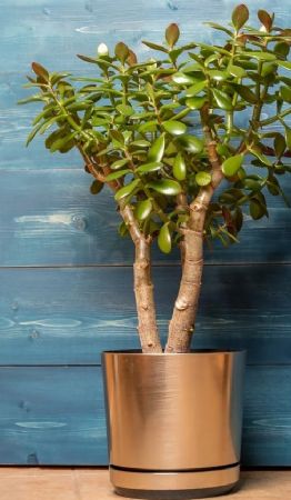 7 consejos para tener un árbol de jade frondoso y espectacular