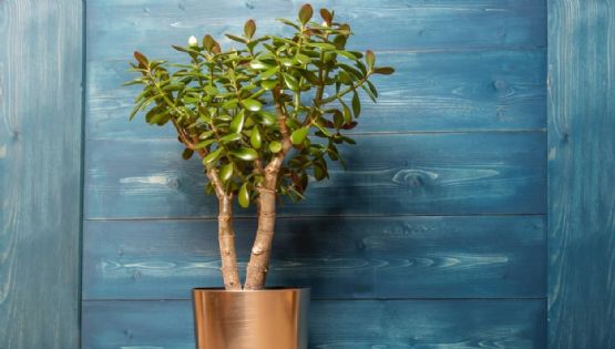 7 consejos para tener un árbol de jade frondoso y espectacular