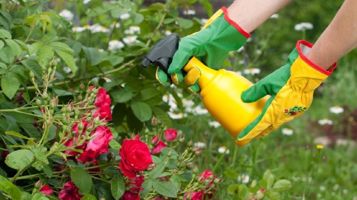 Prepara un abono orgánico para crecimiento y floración de tus plantas con un solo ingrediente