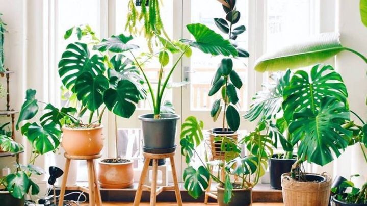 Feng Shui: 7 plantas que atraen el dinero como un imán