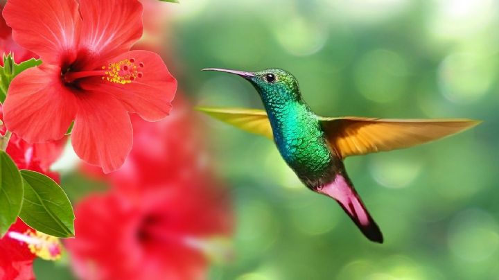Descubre el profundo simbolismo espiritual del colibrí y su conexión con la energía cósmica