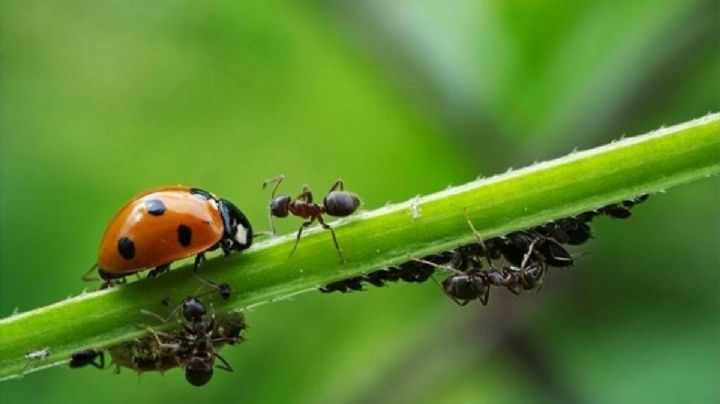 Protege tus plantas de las plagas con métodos sencillos y eficaces