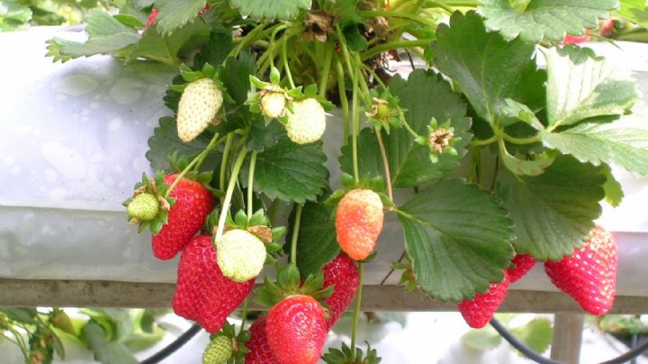 Cómo cultivar frutillas, un experto revela una técnica sin tierra y sin riego