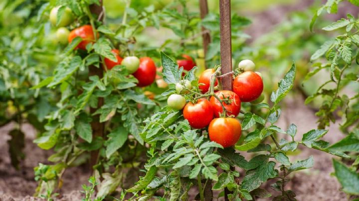 Huerta urbana: las mejores 5 plantas para asociar con el cultivo de tomates