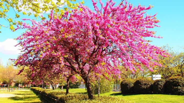 Árbol del Amor: guía de cuidados y secretos para que luzca espectacular