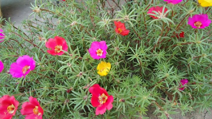 Rayito de sol: cómo cuidar la suculenta perenne para que cubra el suelo con sus flores