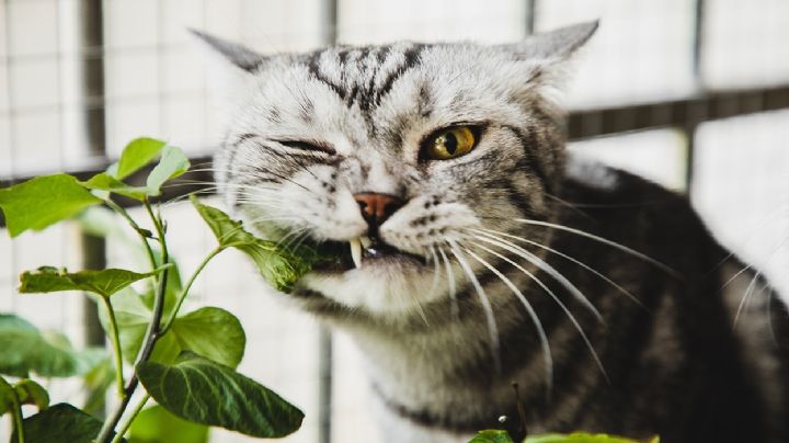 3 plantas decorativas que deberías pensar en reubicar si tienes niños y mascotas