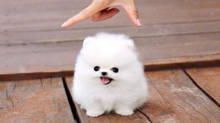 Perros toy: así son las 5 razas más pequeñas del mundo