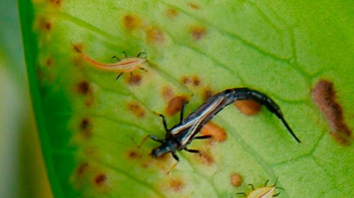 Elimina la mosca blanca y los trips de tu huerta con este truco de reciclaje