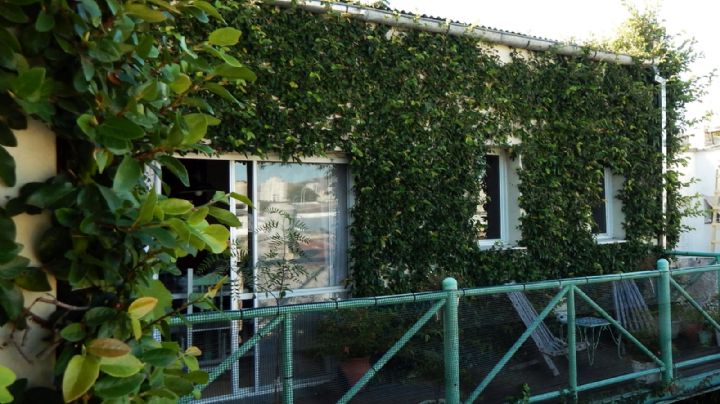 Enamorada del muro: guía de cuidados para que esta planta se enamore de tus paredes