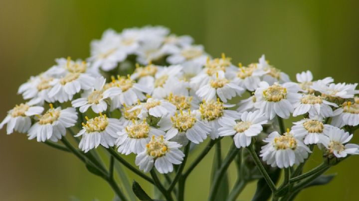 9 plantas perennes con flor que son ideales para lugares con mucho sol
