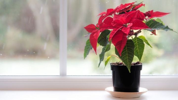 Feng Shui: así debes ubicar la flor de Navidad para atraer la prosperidad y buena fortuna