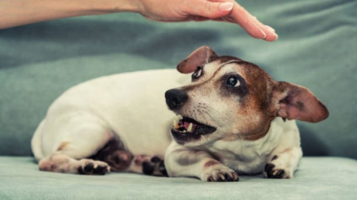 Cómo proteger al perro del estrés que causa la pirotecnia: 7 consejos útiles