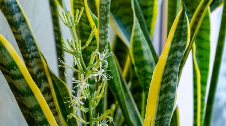 Con estos tips de jardinería tu Sanseviera o Lengua de suegra se llenará de flores