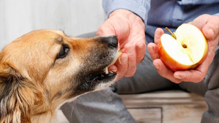 Estas son las 7 frutas que puedes darle a tu perro sin correr riesgos