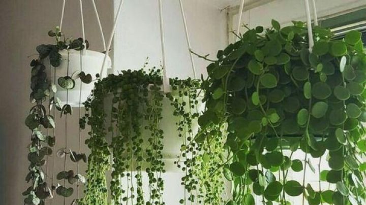 4 plantas que no deben faltar en tu hogar para atraer el dinero y la prosperidad