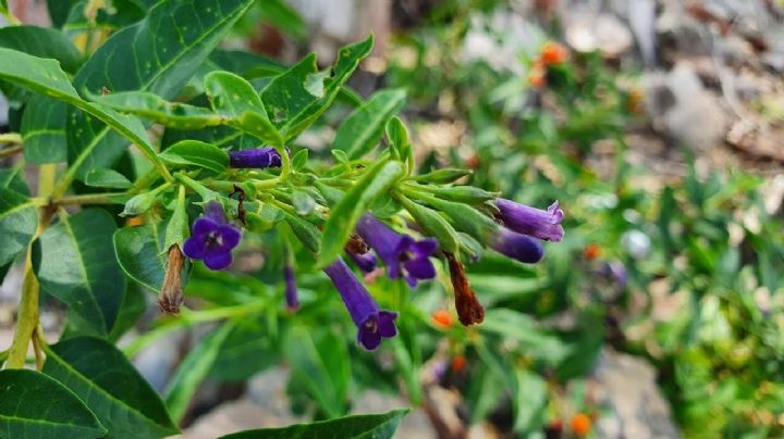 Cultiva Lycium Cestroides o talilla y tu jardín se llenará de colibríes