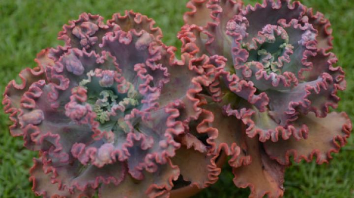 Echeveria Mauna Loa, características de una suculenta de espectaculares hojas coloridas