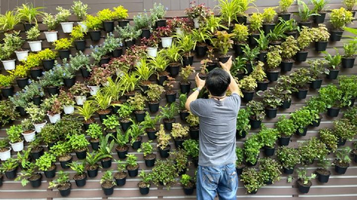 7 ideas para armar un jardín vertical en espacios reducidos