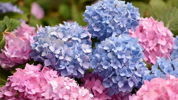 4 plantas altamente tóxicas que puedes encontrar en todas partes